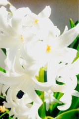 白いユリの花