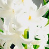 白いユリの花