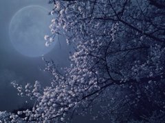 夜桜