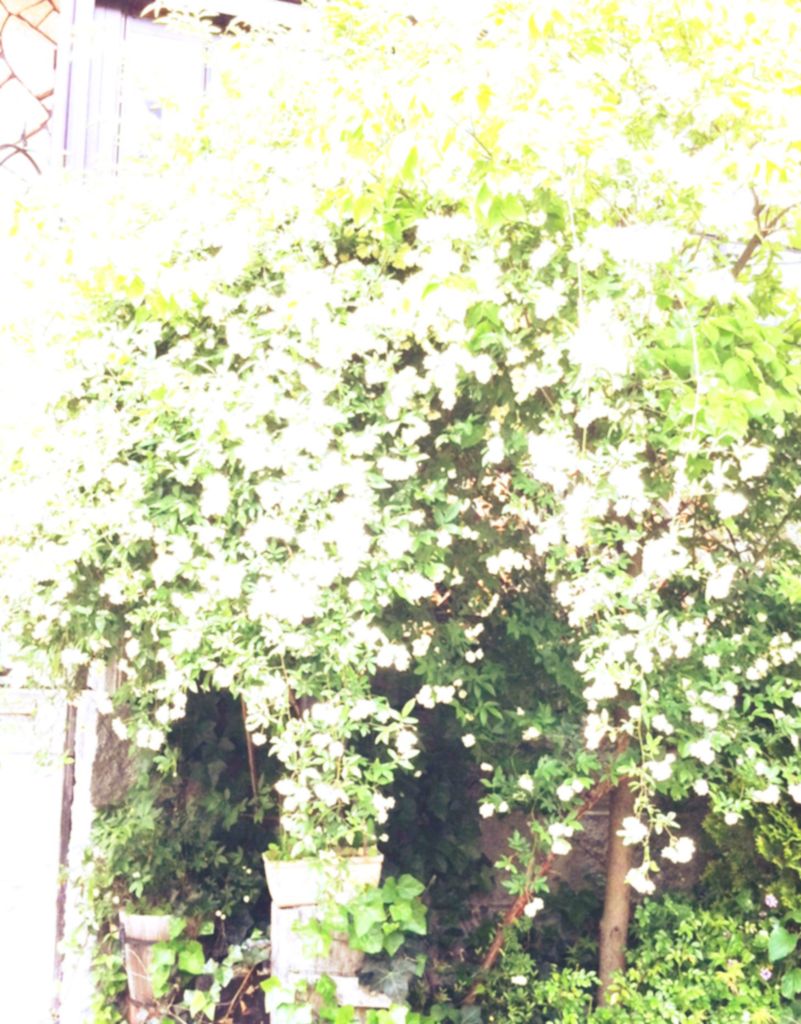 白い花