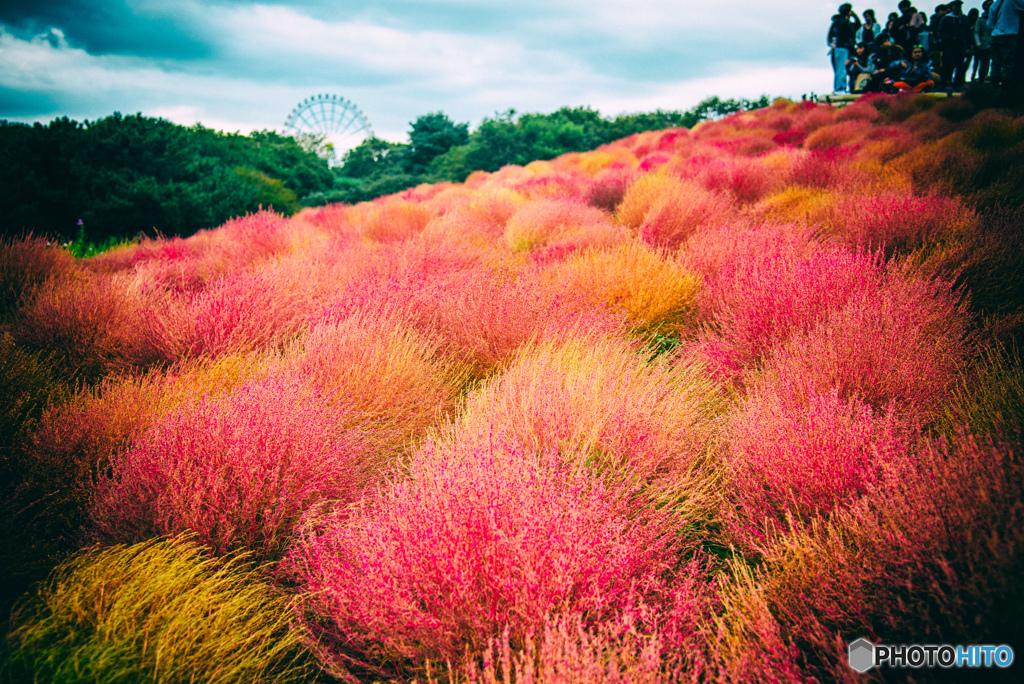 Kokia gradation