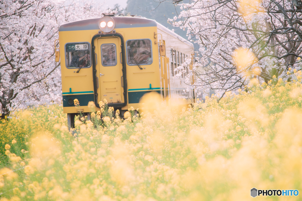 黄色と桜