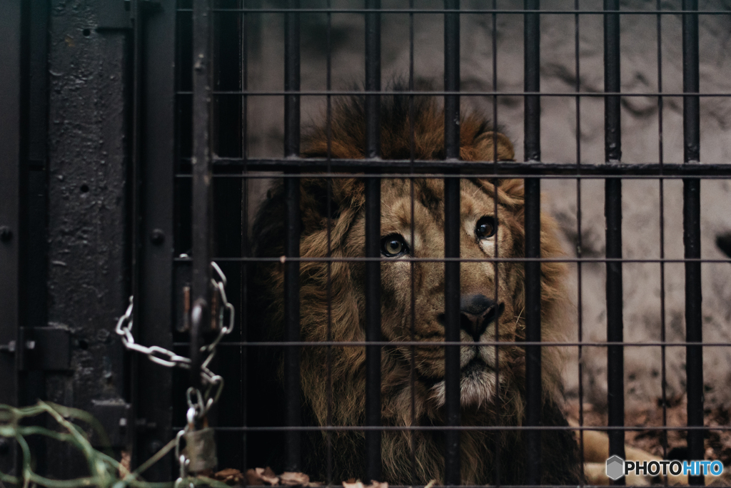 Lion in a Cage