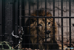 Lion in a Cage