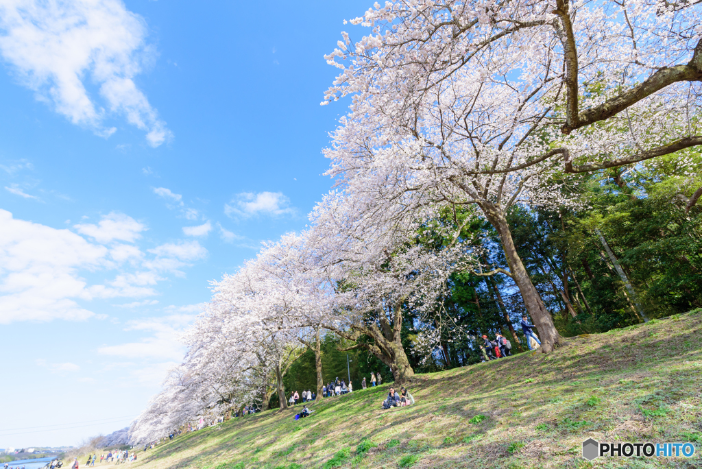 千本桜