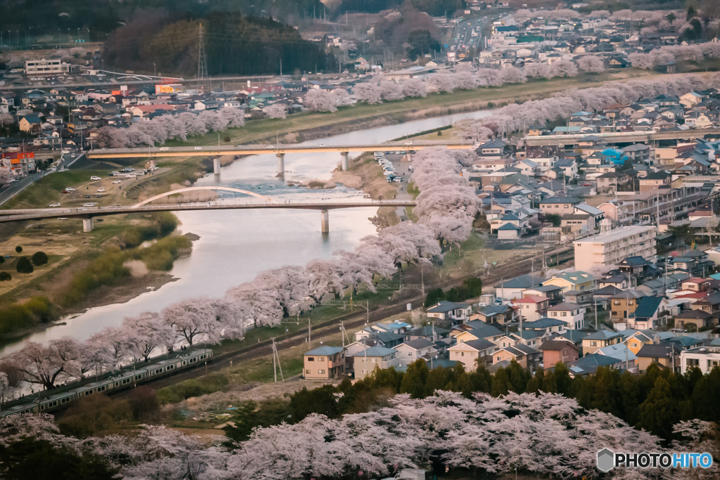 千本桜と白石川