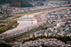 千本桜と白石川