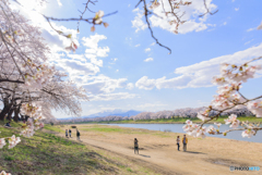 千本桜と白石川