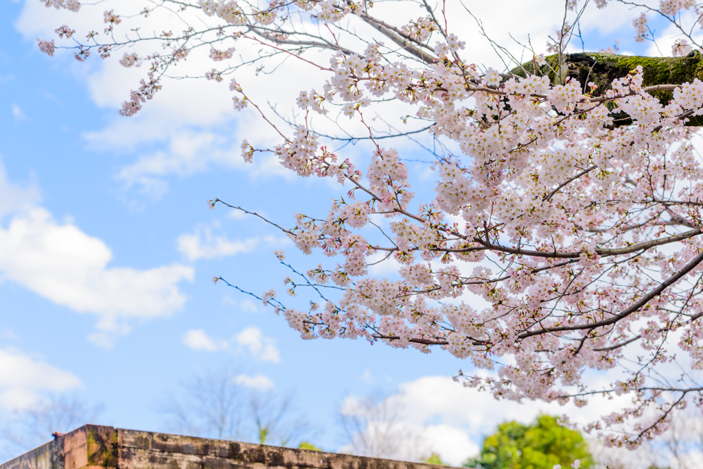 桜スナップ