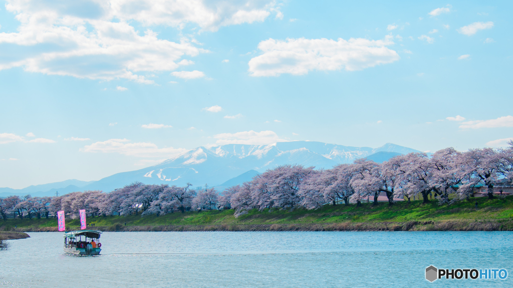 千本桜と白石川