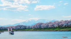 千本桜と白石川