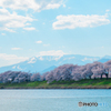 千本桜と白石川