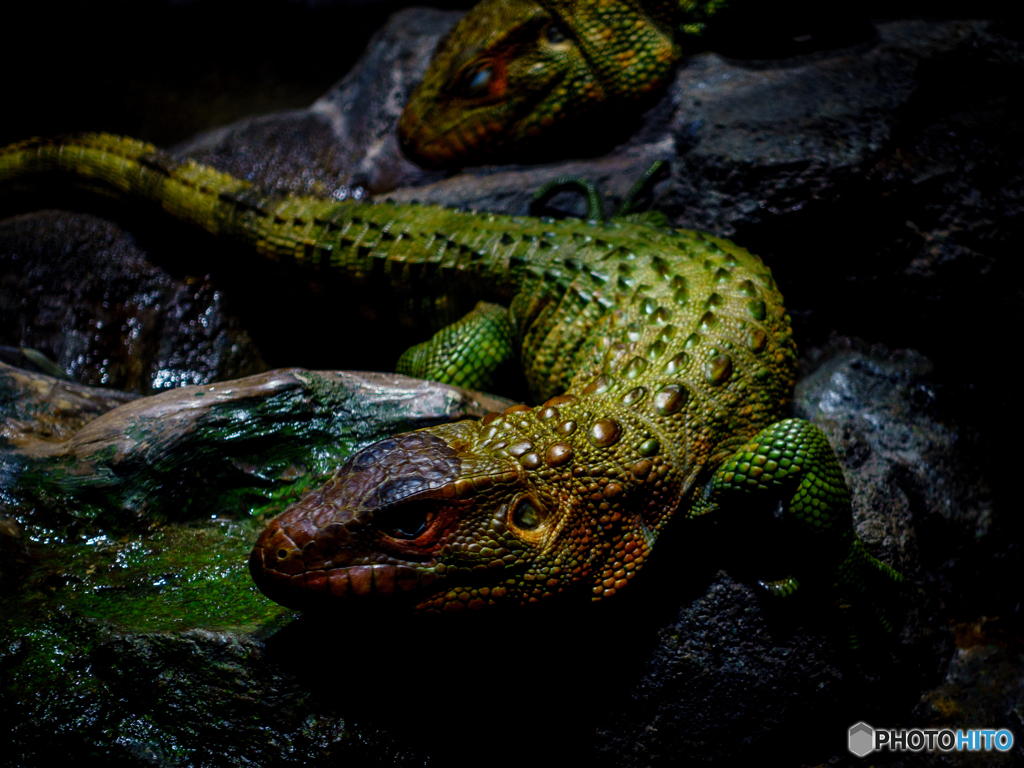 Lizard