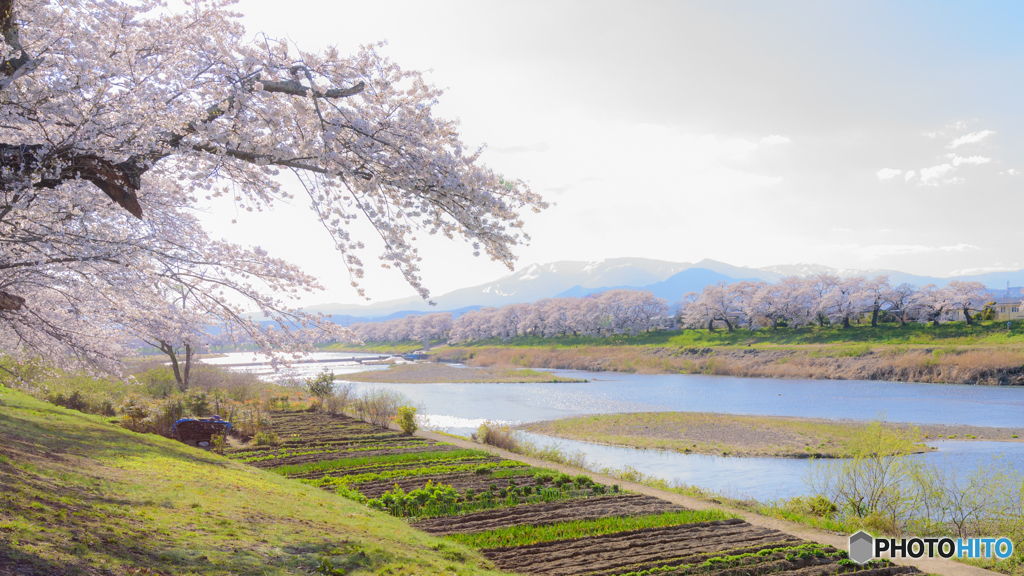 千本桜と白石川