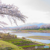 千本桜と白石川