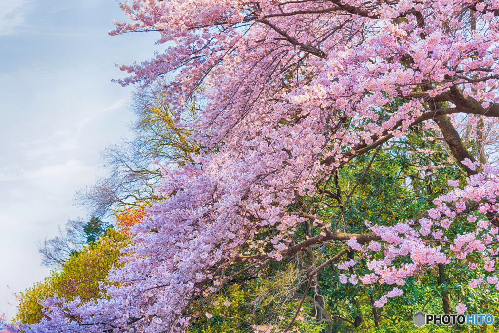 桜ーHDR