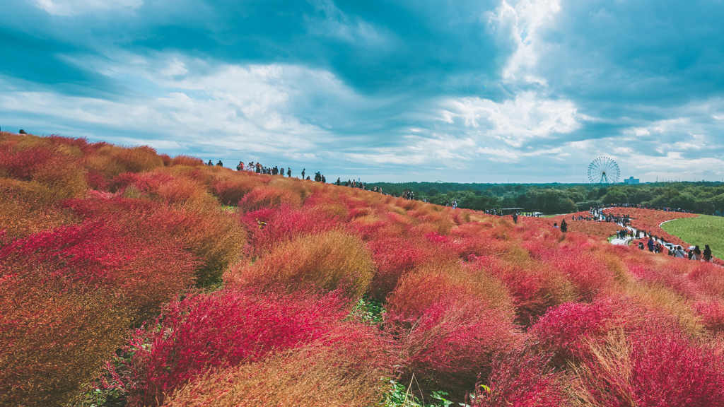 Kokia gradation