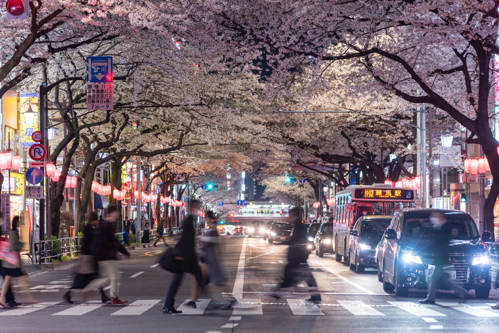 桜 Main Street