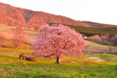 西蔵王高原の大山桜