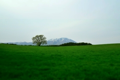 雫石町 小岩井農場の一本桜