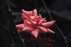 DSC06675