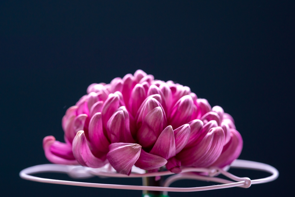 菊