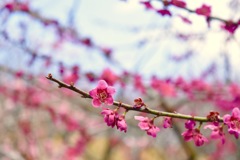 梅 佐橋紅