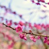 梅 佐橋紅
