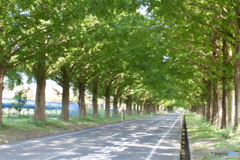滋賀県 メタセコイア並木