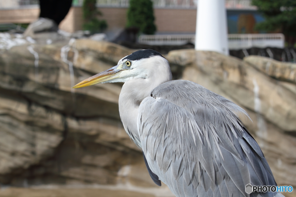 名古屋 東山動植物園 野鳥