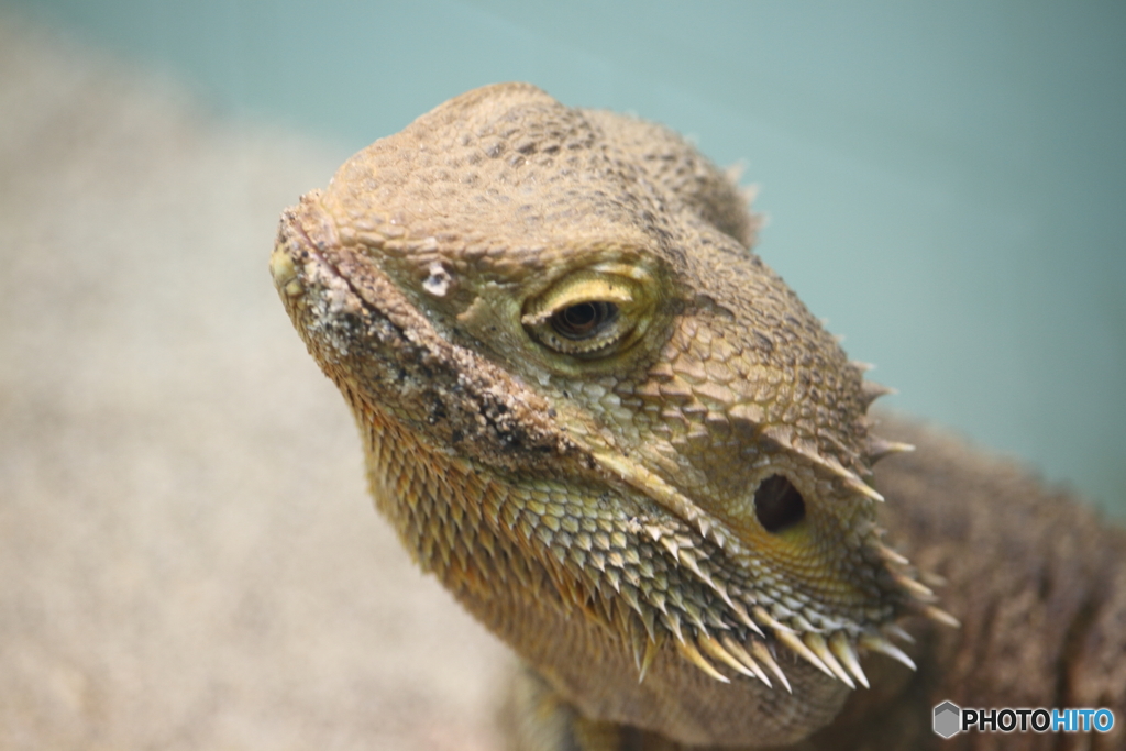 名古屋 東山動植物園 爬虫類