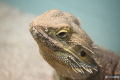 名古屋 東山動植物園 爬虫類