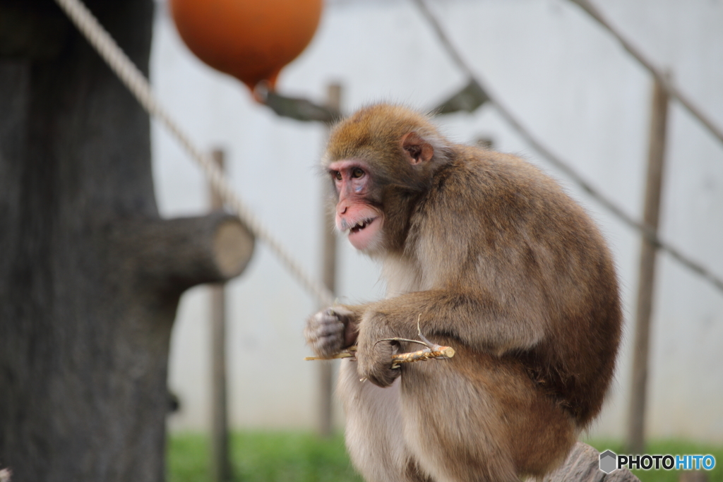 名古屋 東山動植物園 ニホンザル