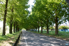 滋賀県 メタセコイア並木