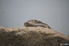 名古屋 東山動植物園 爬虫類