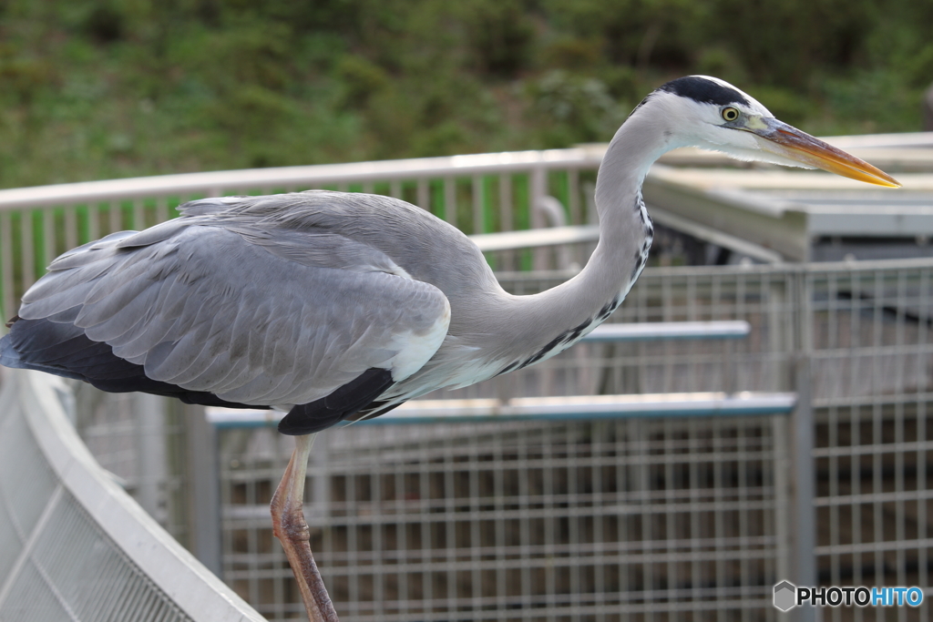 名古屋 東山動植物園 野鳥