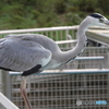 名古屋 東山動植物園 野鳥