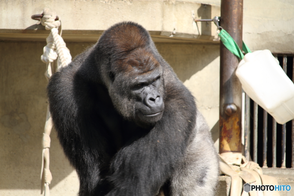 名古屋 東山動植物園 イケメンゴリラ シャバーニ