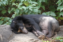 名古屋 東山動植物園 熊