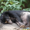名古屋 東山動植物園 熊
