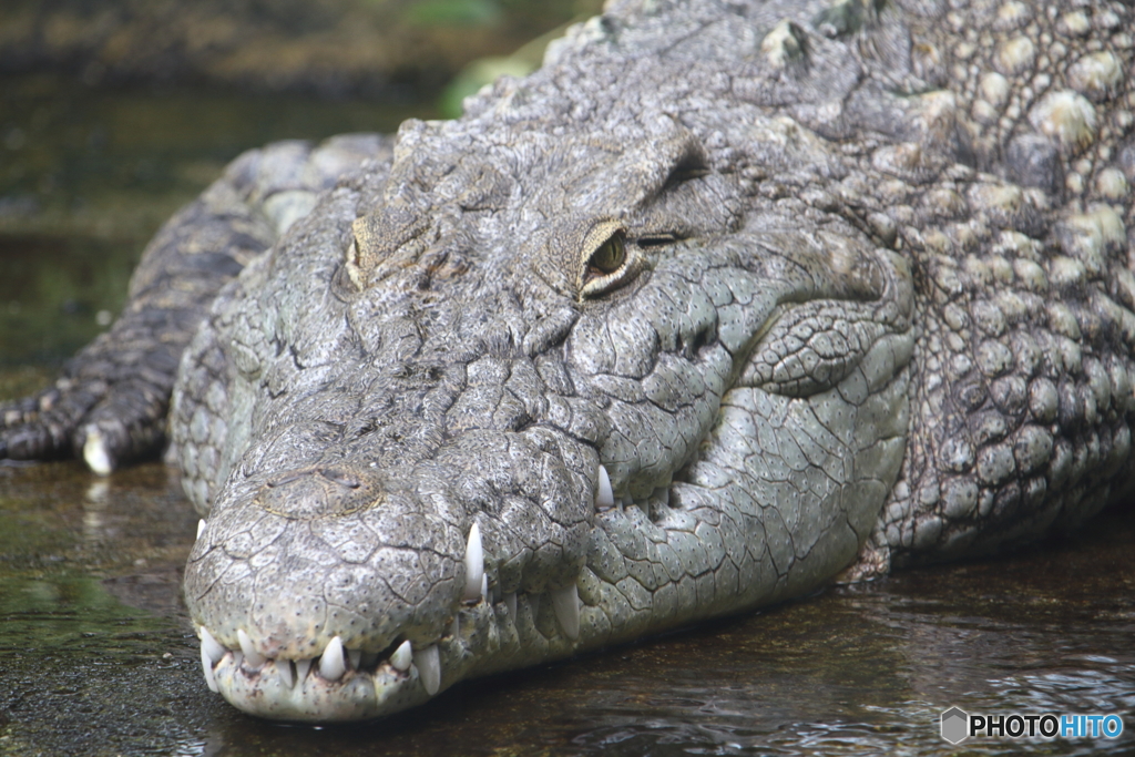 名古屋 東山動植物園 ワニ