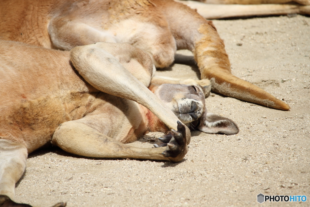 名古屋 東山動植物園 カンガルー