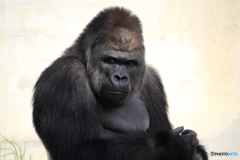 名古屋 東山動植物園 イケメンゴリラ シャバーニ