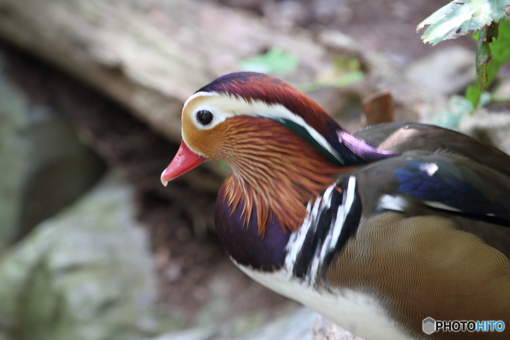 名古屋 東山動植物園 野鳥