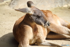 名古屋 東山動植物園 カンガルー