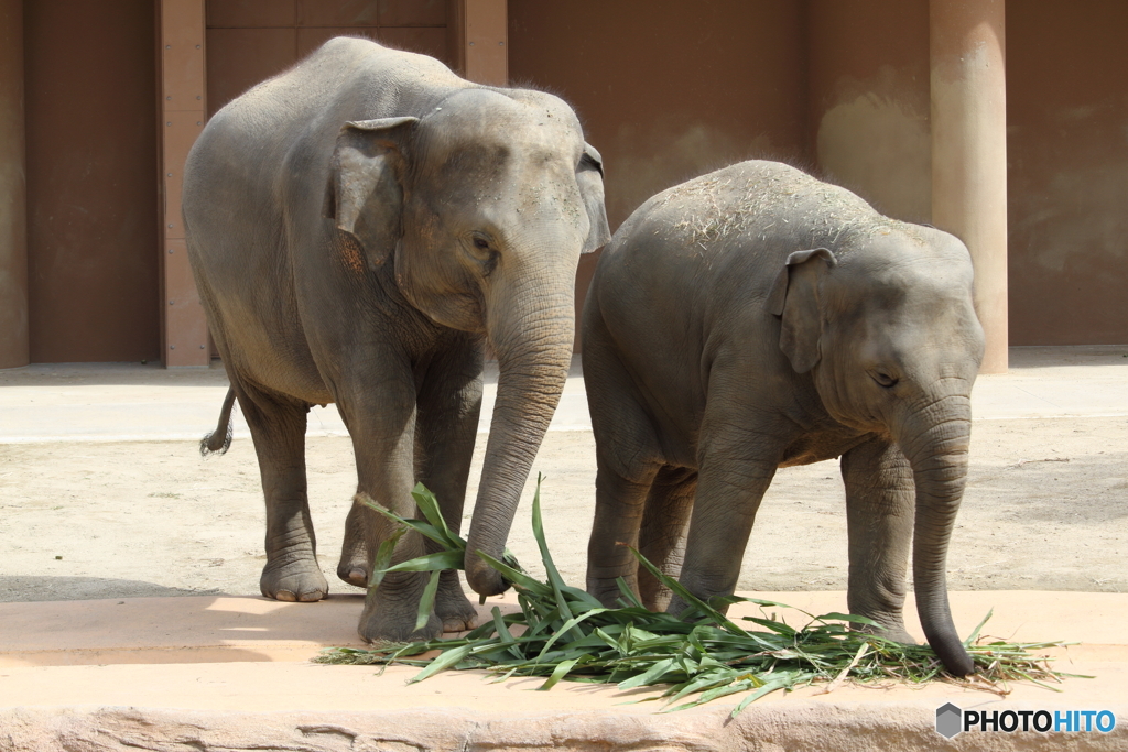 名古屋 東山動植物園 象の親子