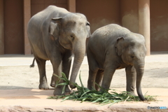 名古屋 東山動植物園 象の親子