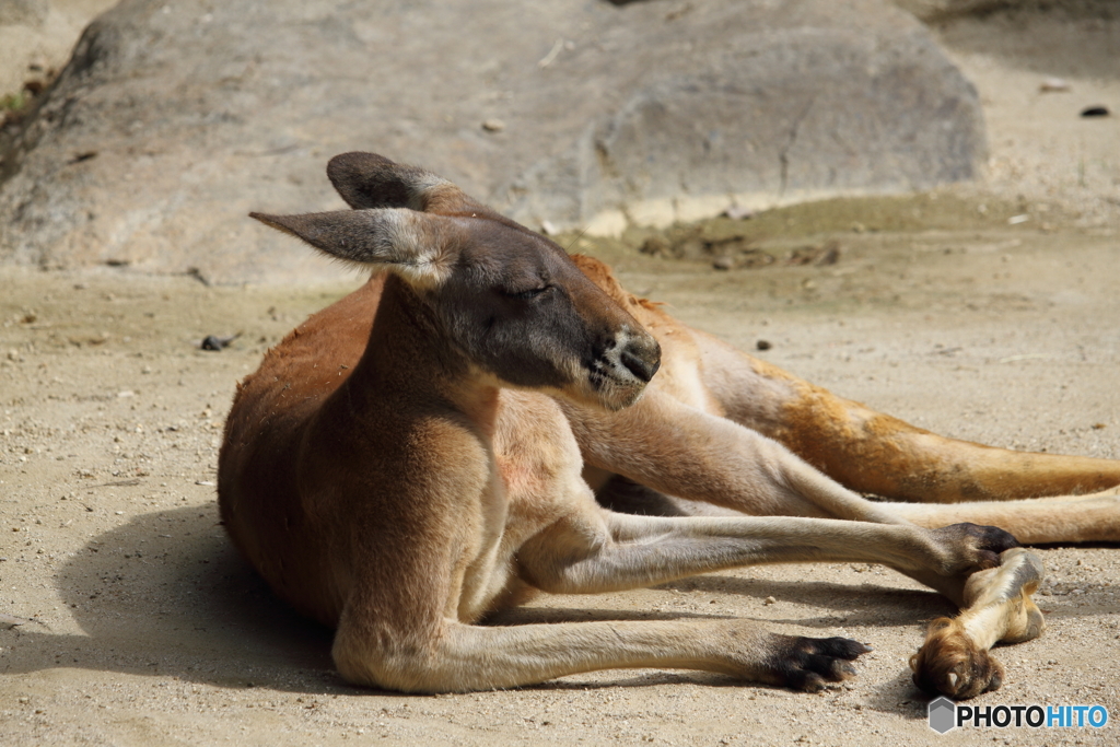 名古屋 東山動植物園 カンガルー