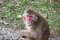 名古屋 東山動植物園 ニホンザル