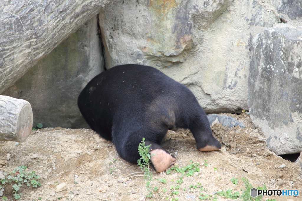 名古屋 東山動植物園 熊